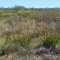 DSC_1045-Watsonia