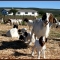 View of Brandkop Farm House.