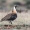 Ludwigs Bustard