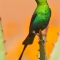 Male Malachite Sunbird in full breeding plumage