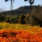 Windmills on farm