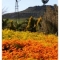 Windmills on the farm