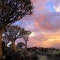 Quiver tree forest