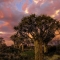 Quiver tree forest