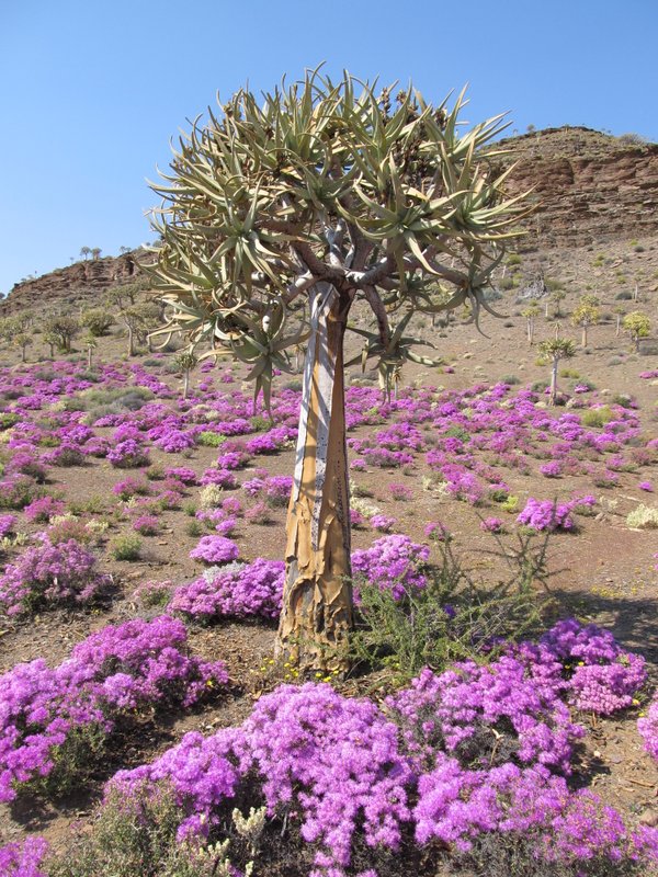 Quiver tree forest 