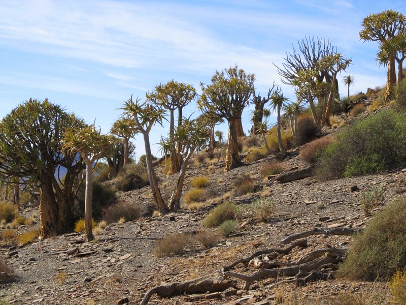 Quiver tree forest at Gannabos.