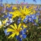 Flowers on the flower route.