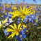 Flowers on Matjiesfontein